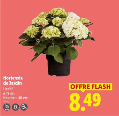 Hortensia de Jardin