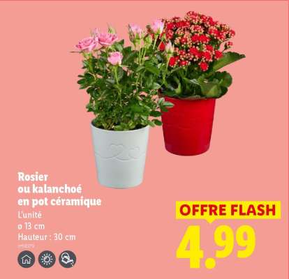 Rosier ou kalanchoé en pot céramique