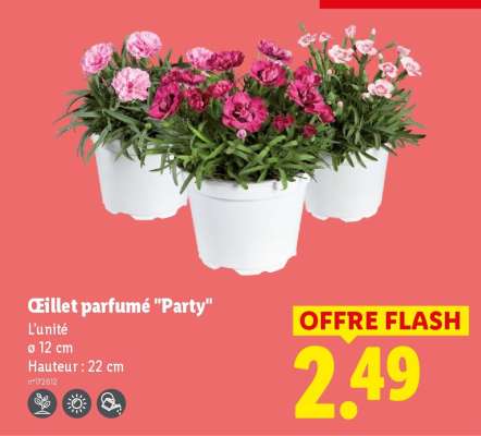 Œillet parfumé "Party"