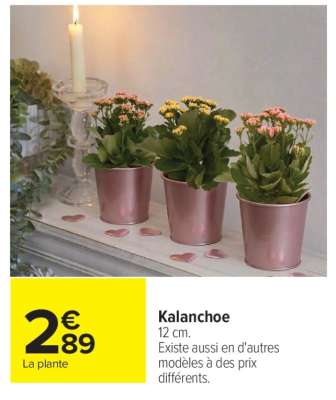 Kalanchoé