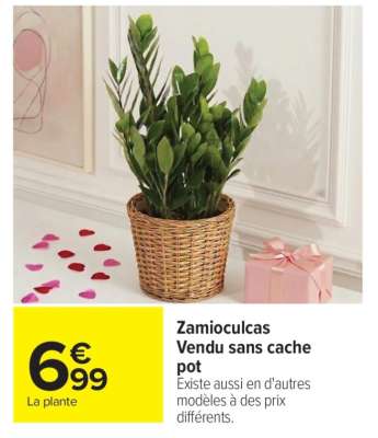 Zamioculcas