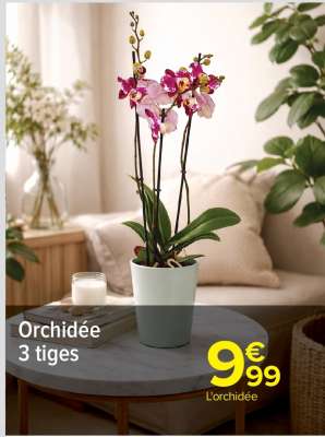Orchidée 3 tiges