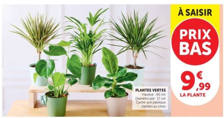 Plantes Vertes