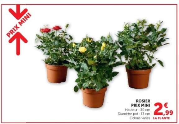 ROSIER PRIX MINI