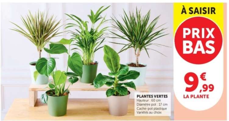 Plantes Vertes