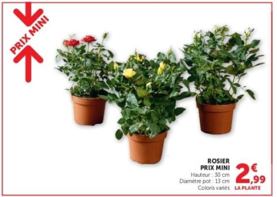 ROSIER PRIX MINI