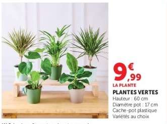 Plantes Vertes