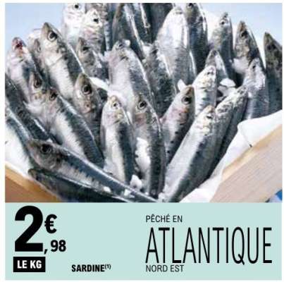 SARDINE