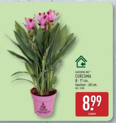 GARDENLINE CURCUMA