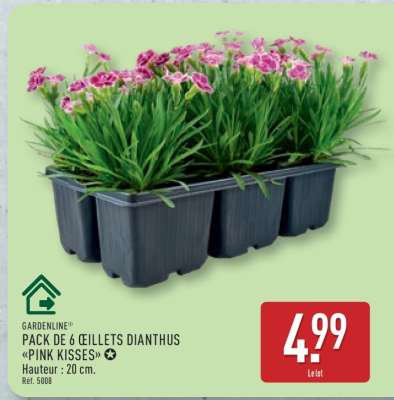 Pack de 6 œillets Dianthus 'Pink Kisses'