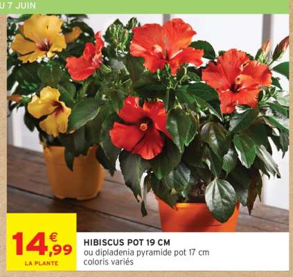 HIBISCUS POT 19 CM