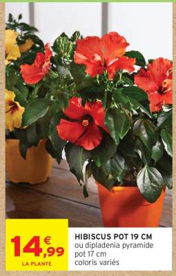 HIBISCUS POT 19 CM