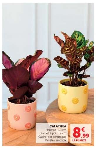 Calathea