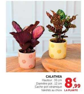 Calathea