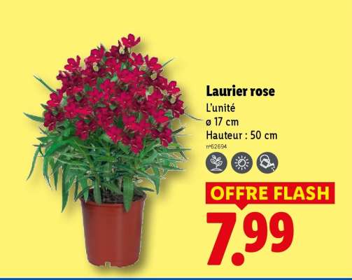 Laurier rose