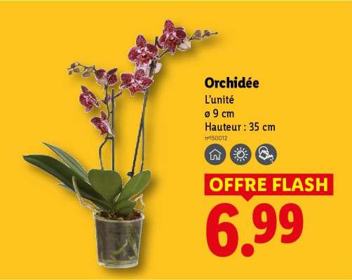 Orchidée