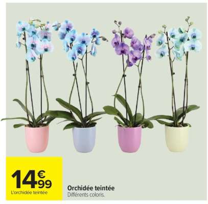 Orchidée teintée