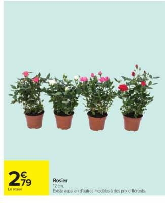 Rosier