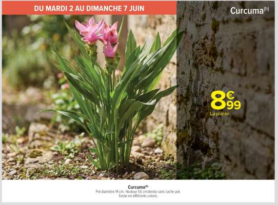 Curcuma