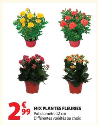 MIX PLANTES FLEURIES