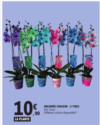 ORCHIDÉE COULEUR - 2 TIGES
