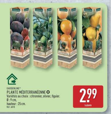 Plante méditerranéenne