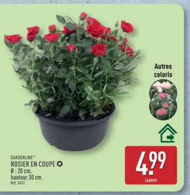 ROSIER EN COUPE