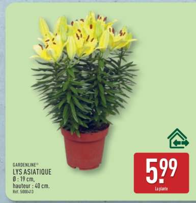 GARDENLINE® LYS ASIATIQUE