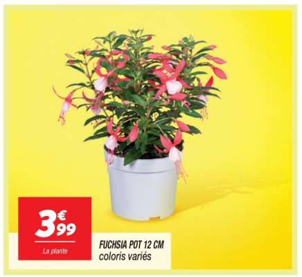 FUCHSIA POT 12 CM