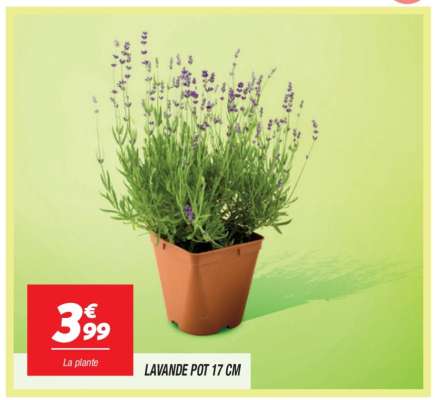 LAVANDE POT 17 CM