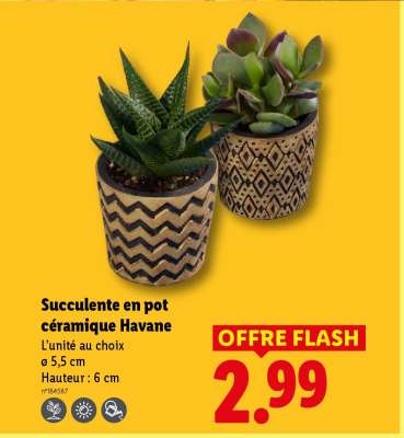 Succulente en pot céramique "Havane"