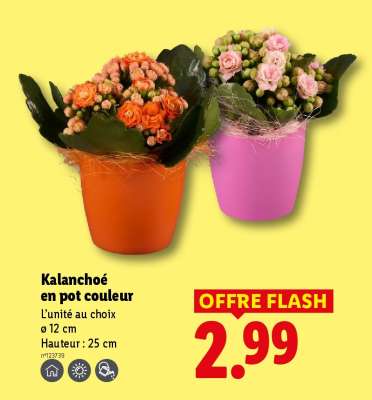 Kalanchoé en pot couleur