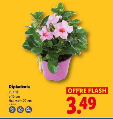 Dipladenia