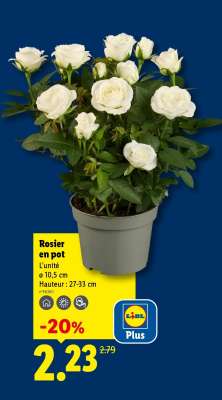 Rosier en pot