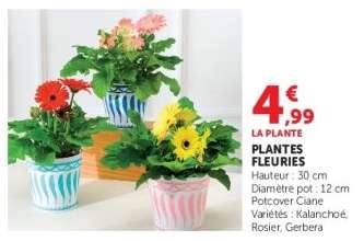 Plantes Fleuries