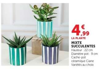 MIXTE SUCCULENTES