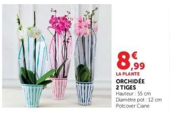 Orchidée 2 tiges