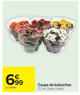 Coupe de kalanchoe