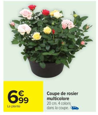 Coupe de rosier multicolore