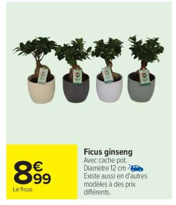 Ficus ginseng