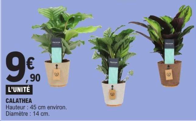 Calathea