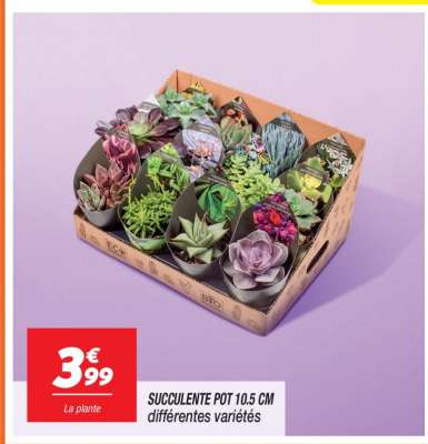 LA PLANTE
