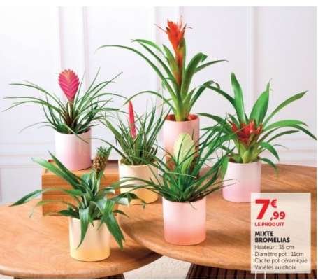 MIXTE BROMELIAS