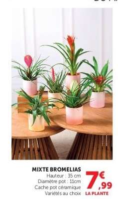 MIXTE BROMELIAS