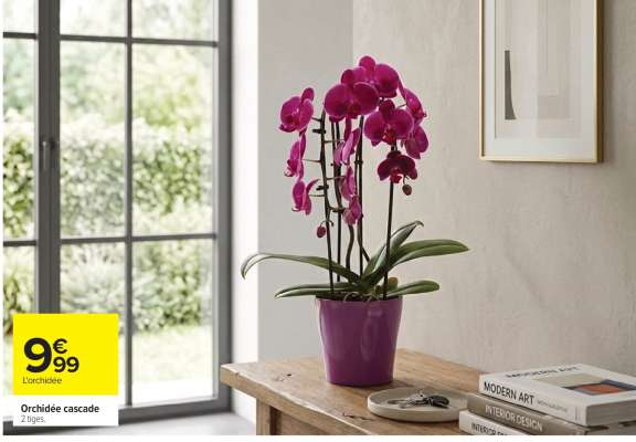 Orchidée cascade