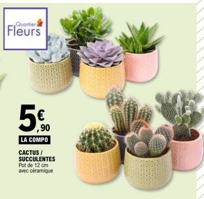 CACTUS / SUCCULENTES
