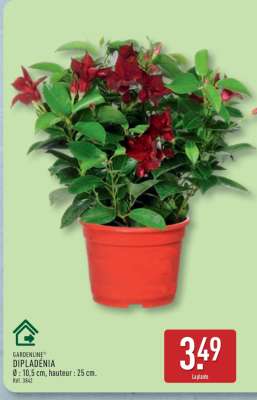 Dipladenia