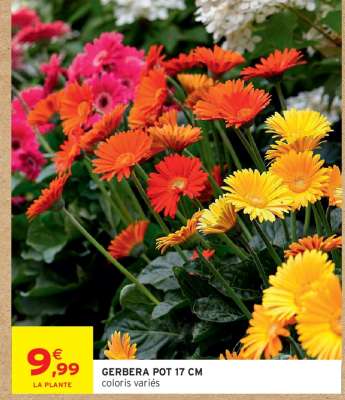 Gerbera Pot 17 cm