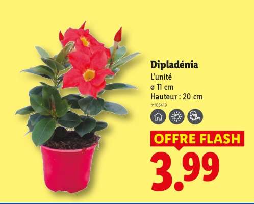 Dipladenia