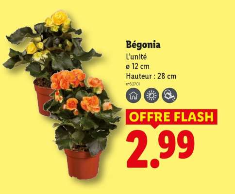 Bégonia